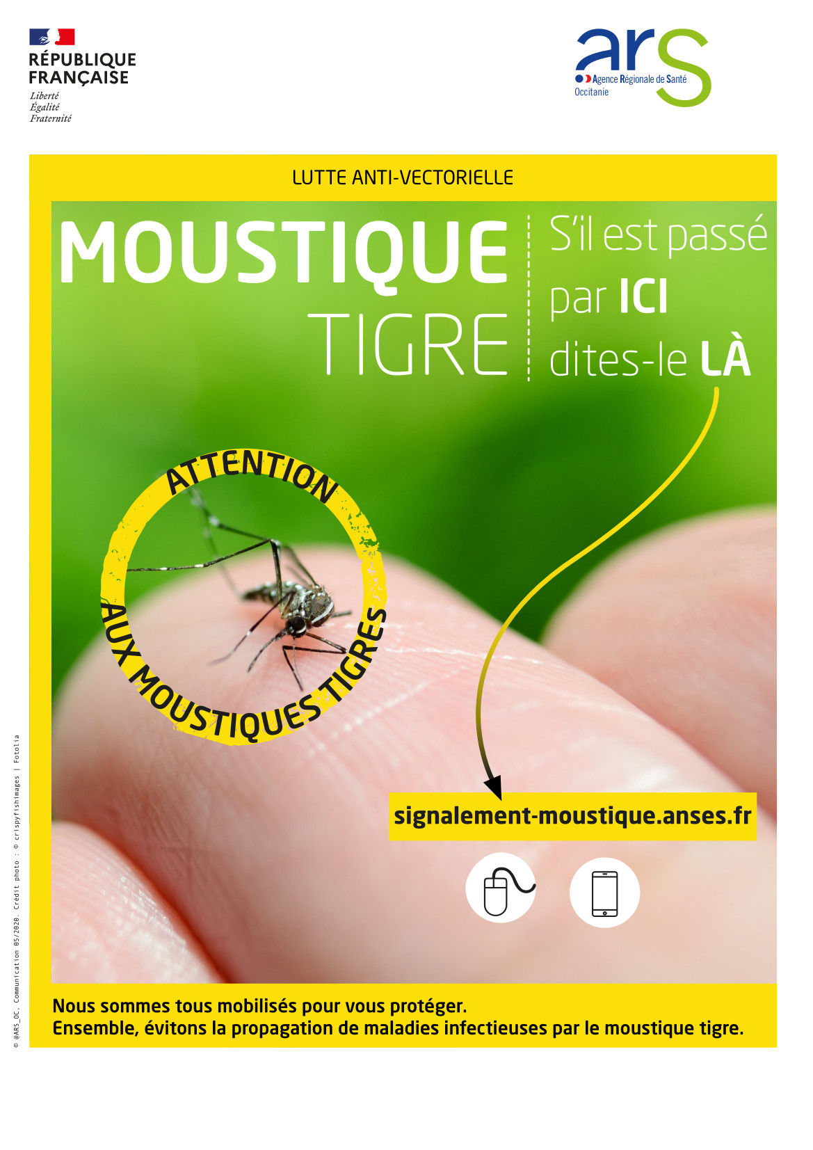 Moustique tigre signalement